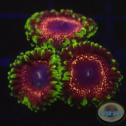 Krustenanemonen “Psychosis” WYSIWYG