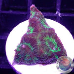 Favia spp. “Scorpion”