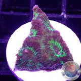 Favia spp. “Scorpion”