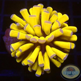 Euphyllia paraglabrescens „Banana“ 🍌 WYSIWYG