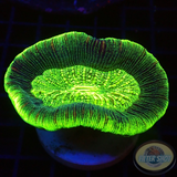Trachyphyllia spp. „Barcode“ WYSIWYG „AD Special“