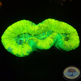 Trachyphyllia spp. „Marble“ WYSIWYG