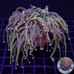 Euphyllia glabrescens “Tripple Holy Rapunzel” WYSIWYG
