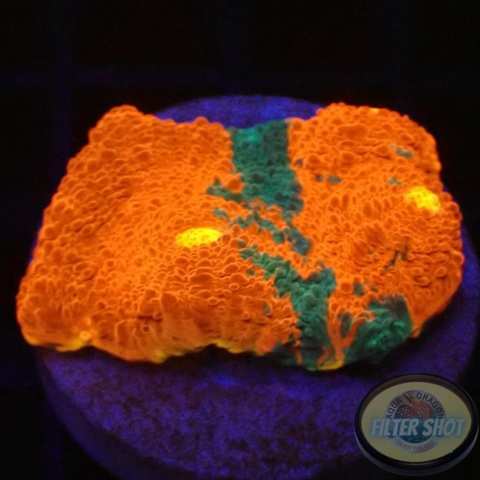 Echinophyllia aspera 🌈 „Rainbow Bugatti“ WYSIWYG