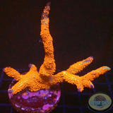 Montipora digitata „Forest Fire“ WYSIWYG „AD Special“