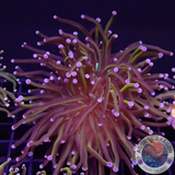 Euphyllia glabrescens „NYK“