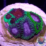 Favia spp. “Fusion” WYSIWYG