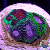 Favia spp. “Fusion” WYSIWYG