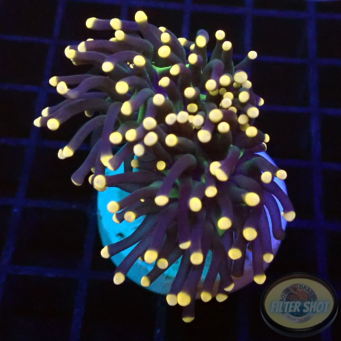 Euphyllia glabrescens „Blacky“ AD Special“