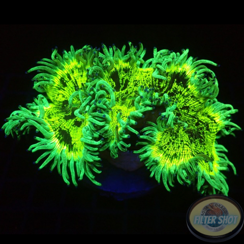 Catalaphyllia jardinei “Reactor Leak” WYSIWYG