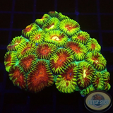 Favia spp. „Mayan Temple“ WYSIWYG „AD Special“