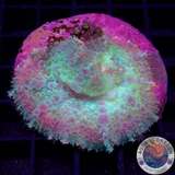 Rhodactis spp. „Franky W.“ WYSIWYG