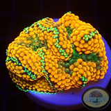 Ricordea florida „Shyne“ WYSIWYG „AD Special“