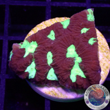 Favia spp. „Toxic Heart“