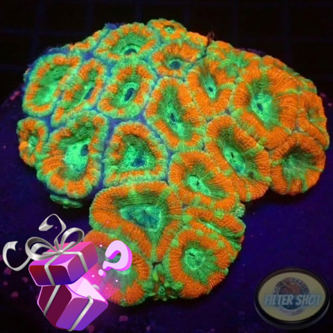 Micromussa spp. „TEOTT“ WYSIWYG „AD Special“
