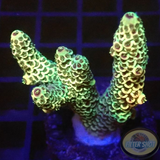 Acropora millepora „Peaches & Green“ WYSIWYG