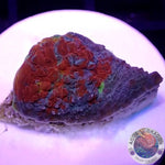 Echinophyllia aspera 🌈 “Rainbow Bugatti” WYSIWYG