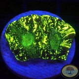 Goniastrea spp. „Matrix“ AD Special