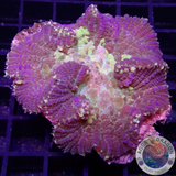 Rhodactis spp. „Crystal P.“ WYSIWYG „AD Special“