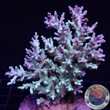 Acropora speciosa „Jacky“ WYSIWYG