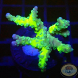 Anacropora spp. „Green Goblin“
