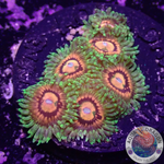 Krustenanemonen „Rainbow Incinerator“ WYSIWYG
