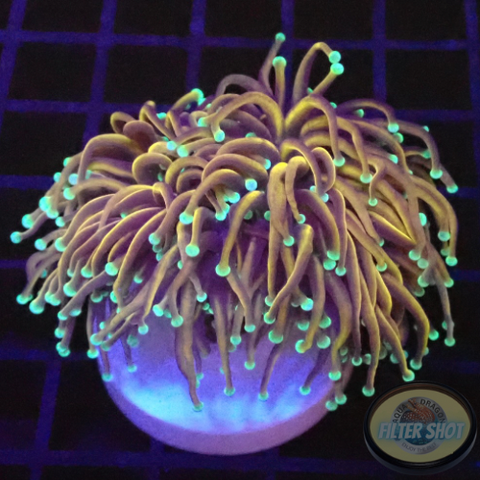 Euphyllia glabrescens „Hellfire“