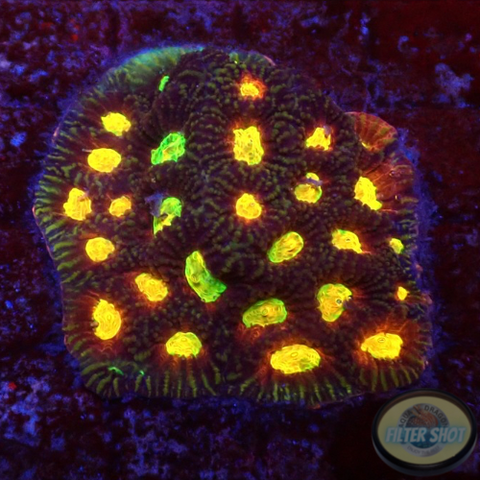 Favia spp. „Toro Bravo“ WYSIWYG