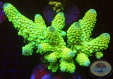 Acropora humilis „Sour Jo“ WYSIWYG „AD Special“