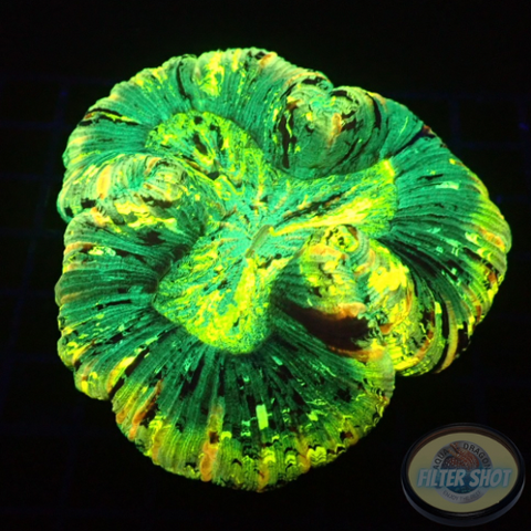 Trachyphyllia spp. „Ray“ WYSIWYG