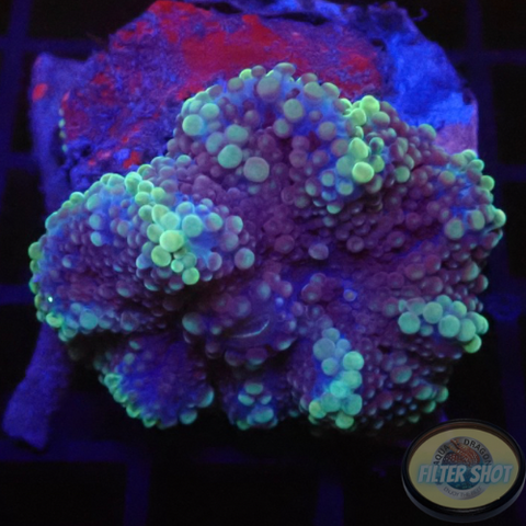Ricordea yuma “Deep Purple” AD Special