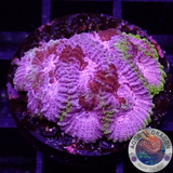 Favia spp. „Tranquility“ WYSIWYG