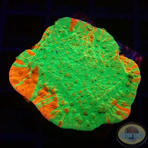 Montipora spp. „Grafted“ WYSIWYG „AD Special“