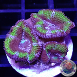 Micromussa spp. “Madness” AD Special