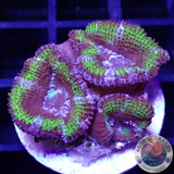 Micromussa spp. “Madness” AD Special