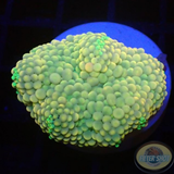 Ricordea florida „Jelly Pearl“ WYSIWYG