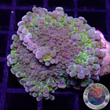 Ricordea yuma „Rainbow“ WYSIWYG „AD Special“