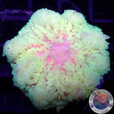 Radianthus malu WYSIWYG