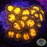 Krustenanemonen „Angelles Rouge“