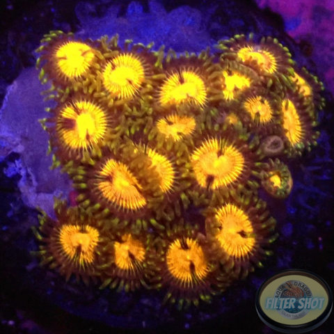 Krustenanemonen „Angelles Rouge“
