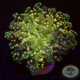 Euphyllia paradivisa „Psychedelic Frog“ WYSIWYG „AD Special“
