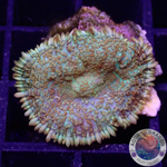 Rhodactis spp. „Monet“ WYSIWYG „AD Special“