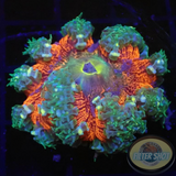 Phymanthus crucifer WYSIWYG