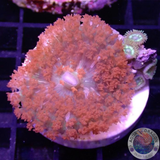 Rhodactis osculifera „St. Thomas & Friend“ WYSIWYG „AD Special“