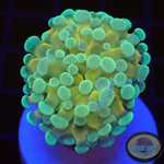 Euphyllia baliensis „Banana“