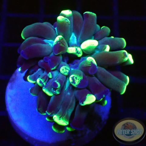 Euphyllia paraancora “Ink Splash” WYSIWYG “AD Special”