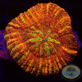 Acanthastrea maxima „Pumpkin Wheel“ WYSIWYG „AD Special“