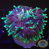 Macrodactyla doreensis WYSIWYG