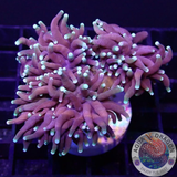 Euphyllia glabrescens „Blacky“ WYSIWYG