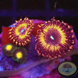 Krustenanemonen „Night Crawler Gorilla“ WYSIWYG